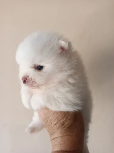 Filhote de lulu Spitz alemão