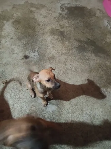 Cadela e filhotes para adoção responsável