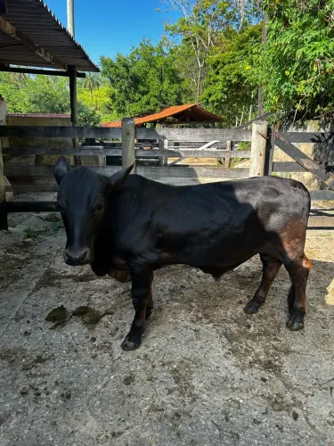 Mini Bovino - Tourinho