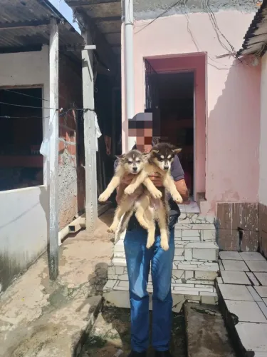 Filhotes de Husky 100% puros