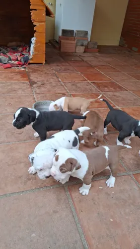 Filhotes de Pitbull e Pit Monster de Excelente Linhagem