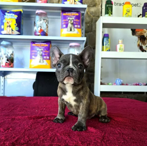 Filhote MACHO de Bulldog Francês BLUE com PEDIGREE CBKC