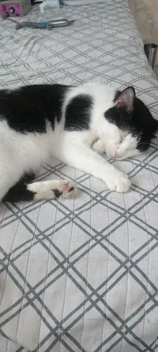 Gatinha castrada para Adoção 