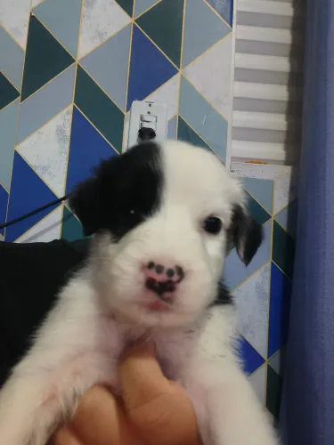 Doando -filhotes cachorro porte médio vira lata