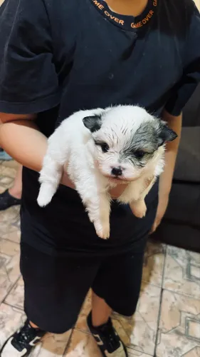Cachorro sptiz alemão 