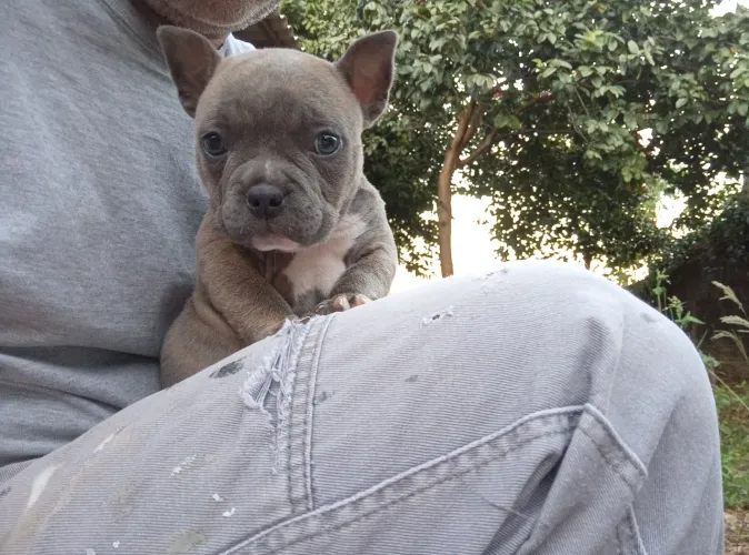 Fêmea micro bully