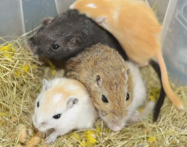 Filhotes de esquilo da Mongólia/ gerbil hamster com veterinário responsável 