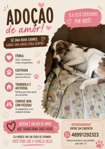 Border Collie fume para adocao. Muto carinhosa!