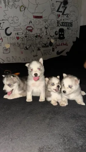 Husky Siberiano