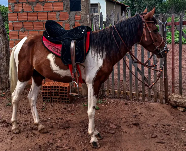 Cavalo pampa