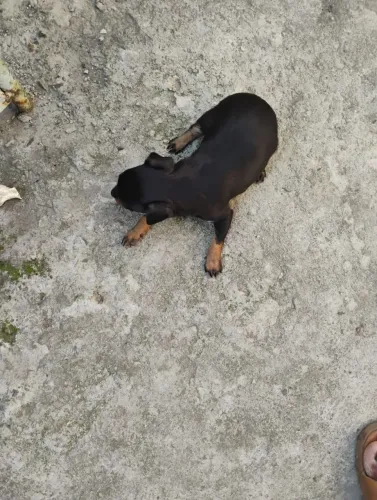Filhote de pinscher fêmea