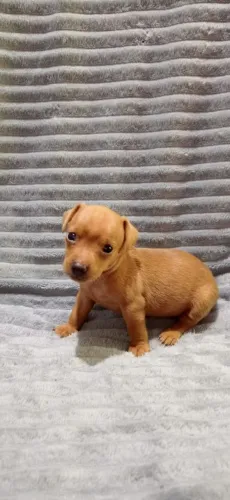 Pinscher Fêmea
