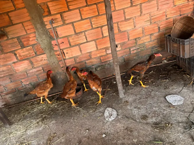 Frangas índio