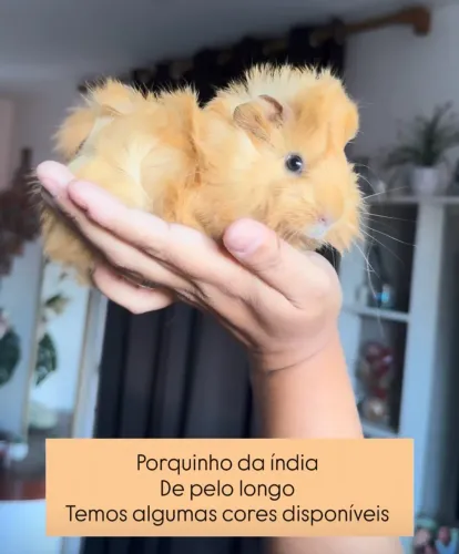 Porquinho da índia de pelo longo promoção
