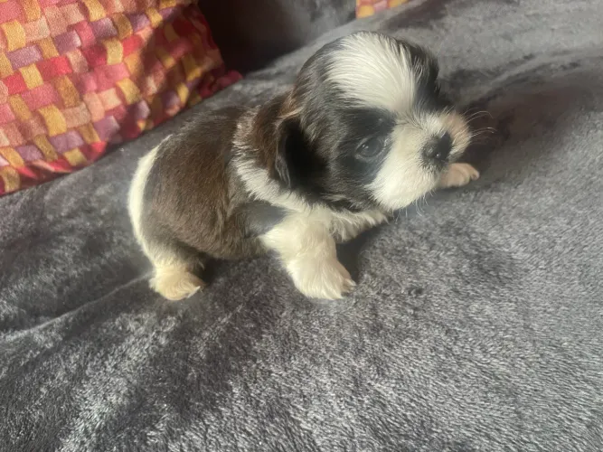 Vende-se cachorro da raça shitszu 