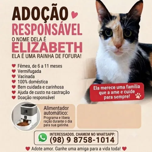 ADOÇÃO RESPONSÁVEL - ( Doação )