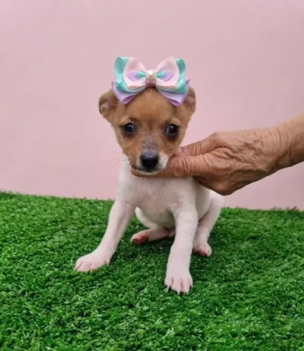 Apaixone-se por um Pinscher