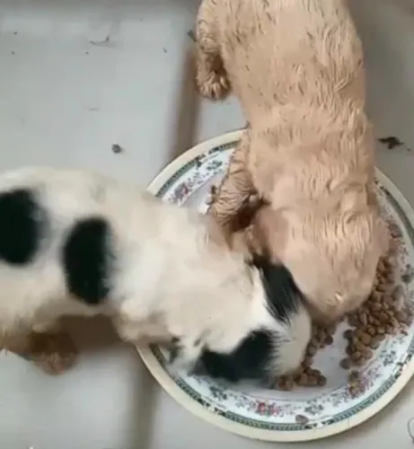 Cocker spaniel lindos e muito brincalhoes 