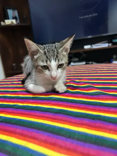 Adote um gatinho que já come ração e sabe fazer cocô na caixinha de areia