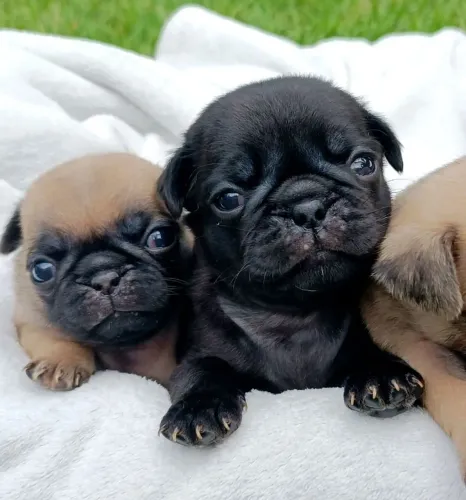 Filhotes de pug