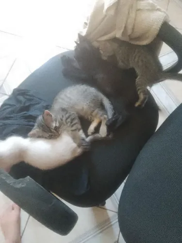 Gatinhos pra adoção
