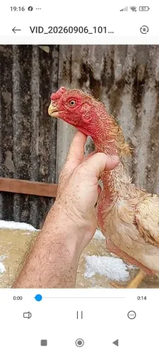 Galinha bico curto