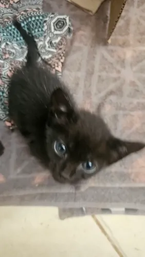 Doação de gatos