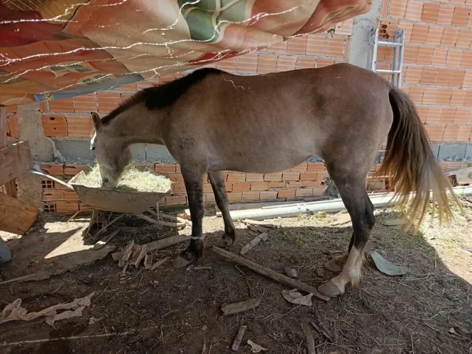 Vendo uma égua e um cavalo