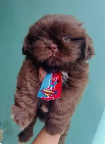 Shihtzu macho 890