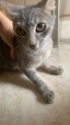 Adoção de gatos cinza