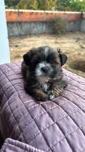 Filhotes de Shih Tzu!