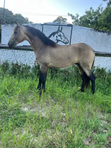 CAVALO BAIO GRANDE FORTE SHoW DE MARCHA PICADA