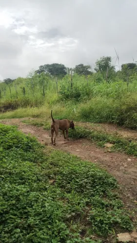 Um lote de Terra