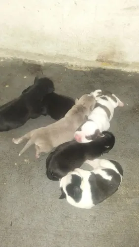 Filhotes de Pitbull original 