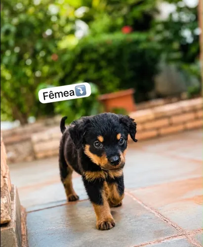 Filhotes de Rottweiler 
