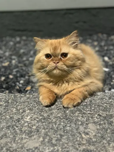 Gato macho, procurando fêmea 