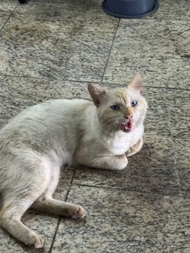 gatinho branco para adoçao
