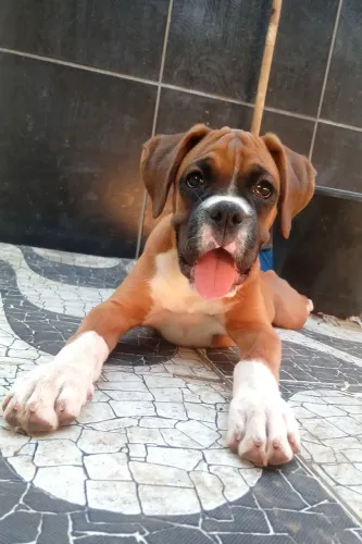 Filhote femia de boxer.