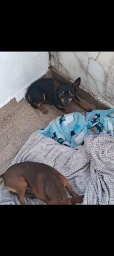 Pinscher machinho 