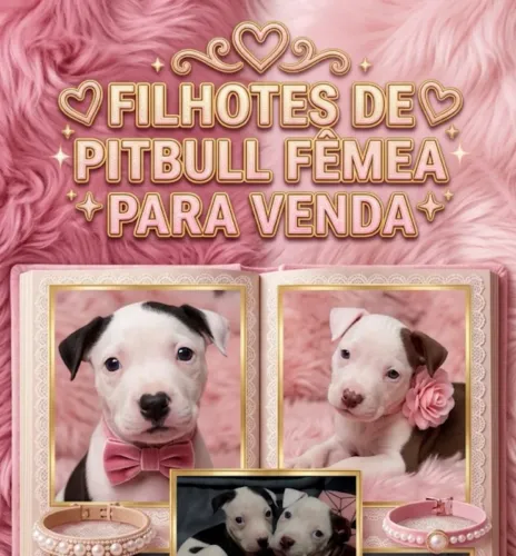Filhotes de pitbul