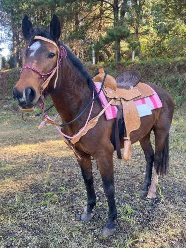 Sela americana 16? NOVA
