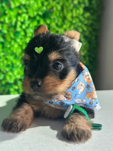 yorkshire terrier