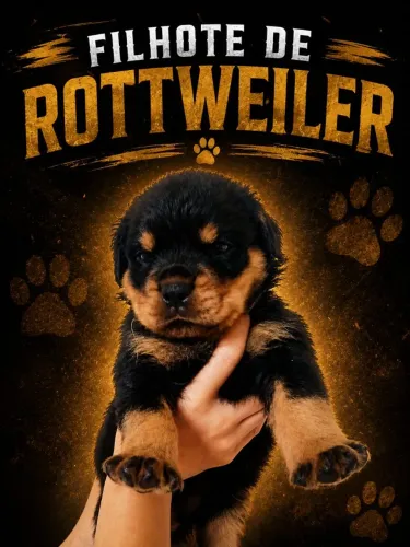 ROTTWEILER MACHO