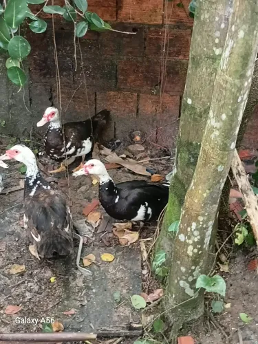 Patos e patas 350  e patinhos 