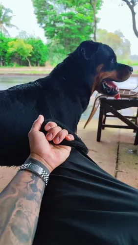 Rottweiler macho 