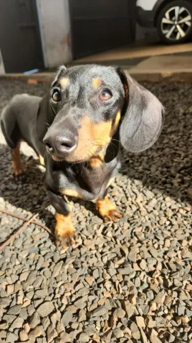 Dachshund Basset Macho
