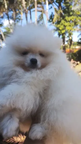 Animais de estimação 