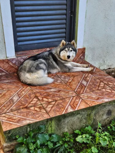 Husky siberiano fêmea 1 ano