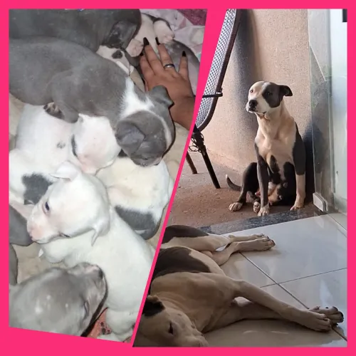 Vendo Filhotes De Pitbull