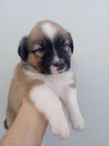 Border Colllie Macho - Raça Pura